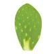 Nopal Kg